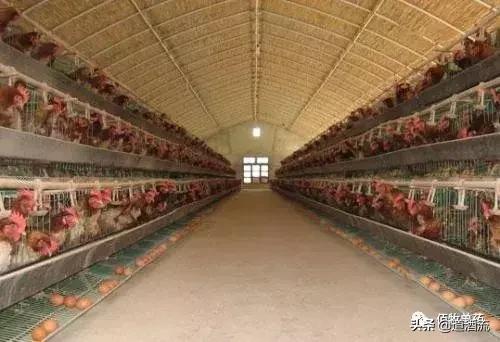 鸡中暑的症状及治疗方法视频,蛋鸡中暑用什么药恢复产蛋率