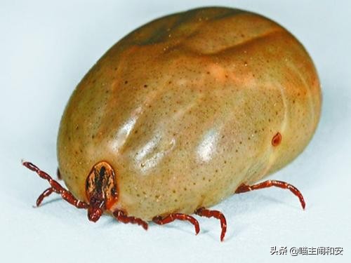 猫咪体外驱虫虫子死掉还是驱赶走,猫咪驱虫新手入门教程