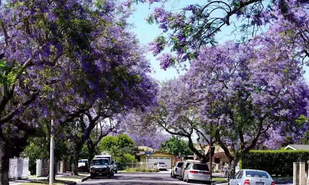 深圳云顶学校国际实验课程创办人陈大维:勤学于科技,放眼于世界