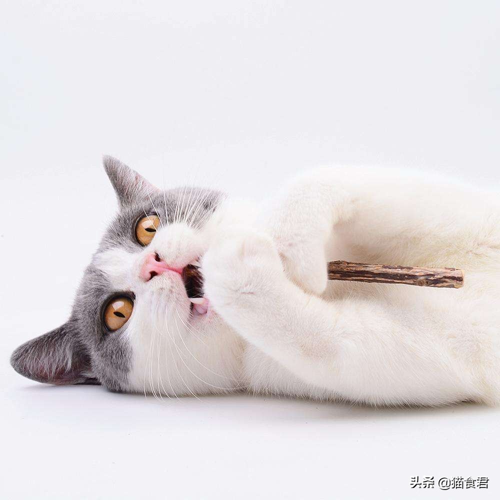 一个会功夫的铲屎官是怎么教猫咪,小奶猫调皮叛逆