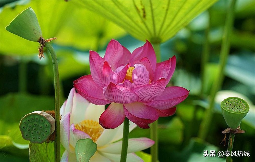 履职尽责勇担当——兴平市川流寨村*党**支部书记兼村委会主任张小川