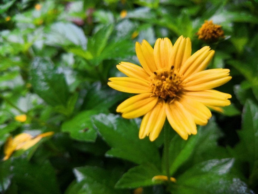 深圳市南山荔枝公园,深圳荔枝公园好看吗