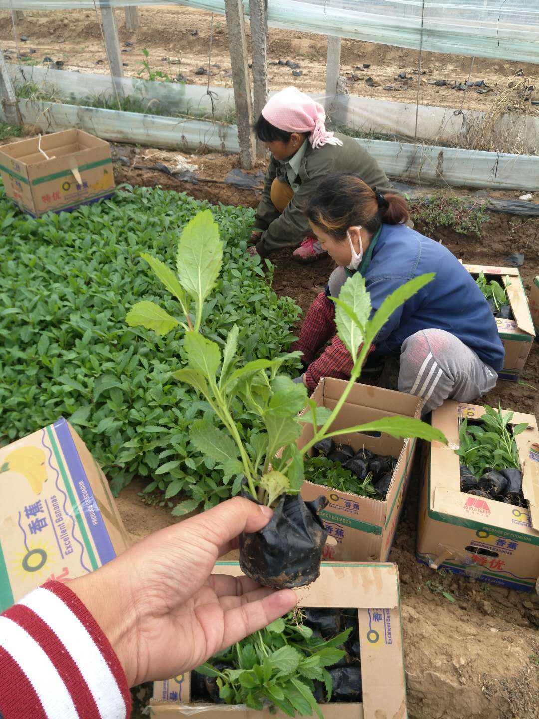 怎么在网上购买好花草,为什么从市场上买花草不易成活