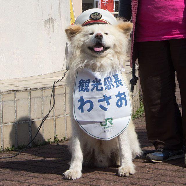 日本网红狗狗去世,日本狗死了