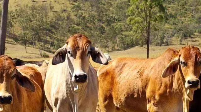 牛胃积食酸中毒怎么办,牛瘤胃胀的防治方法
