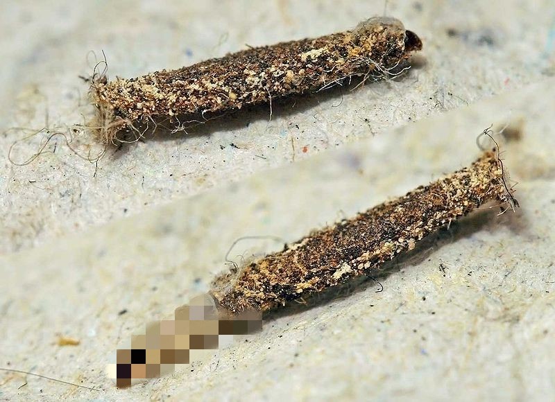 衣服放在衣柜里有白色的小虫子,衣柜中的衣服有小虫子要不要洗