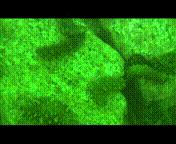 除了能提高人体免疫力，这个“肥宅”还是海底清道夫