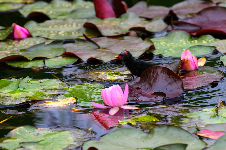 黑水鸡雏鸟图片,黑水鸡的可爱