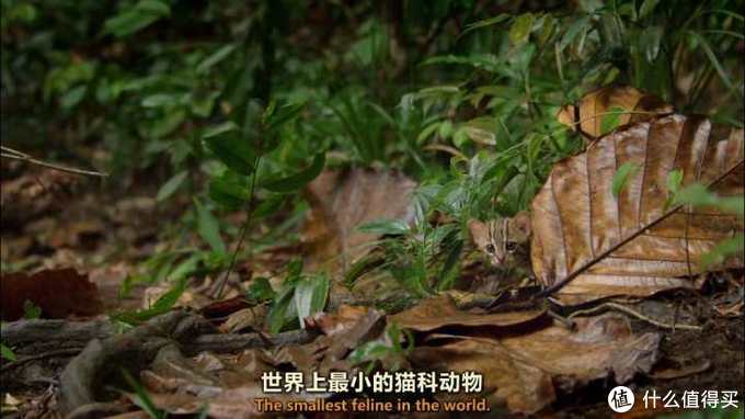 十大神仙网站,十个神仙网站排行榜