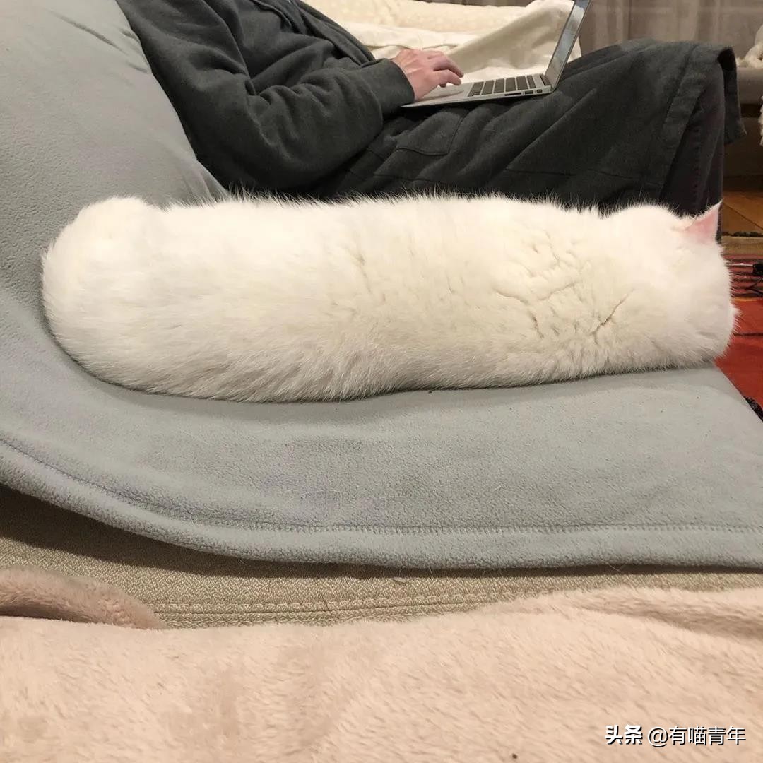 最可怕的5种猫,盘点很可怕的几种猫