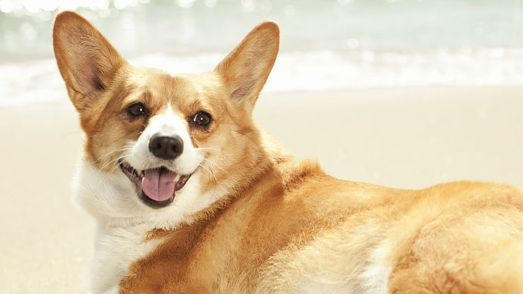 柯基十大优缺点,柯基智身价