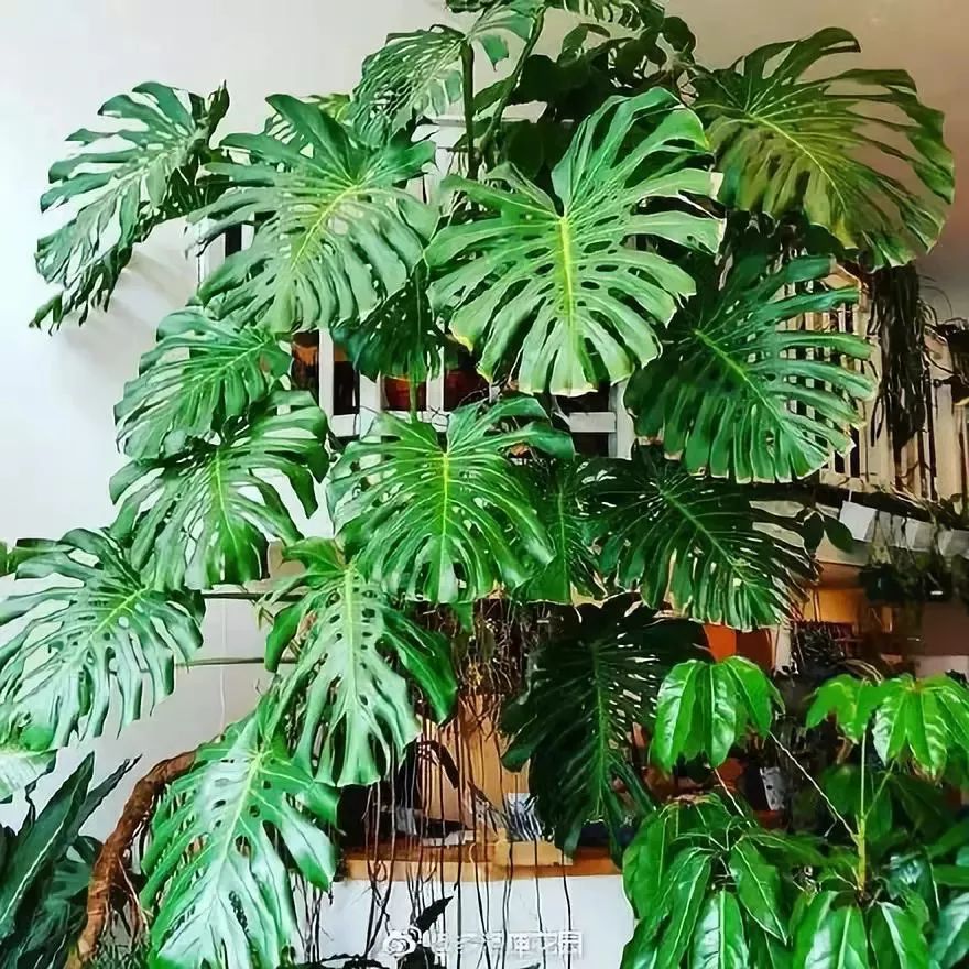 能吸甲醛的植物花卉,吸甲醛的十大植物有哪些