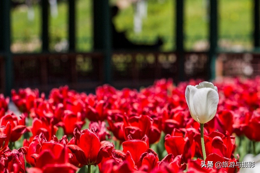 郁金香诗句经典五言,郁金香古诗词