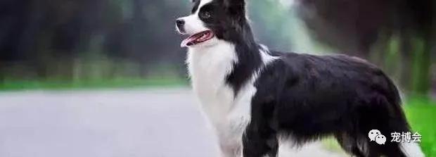 盘点狗狗被吓了一大跳,盘点被吓坏的狗狗