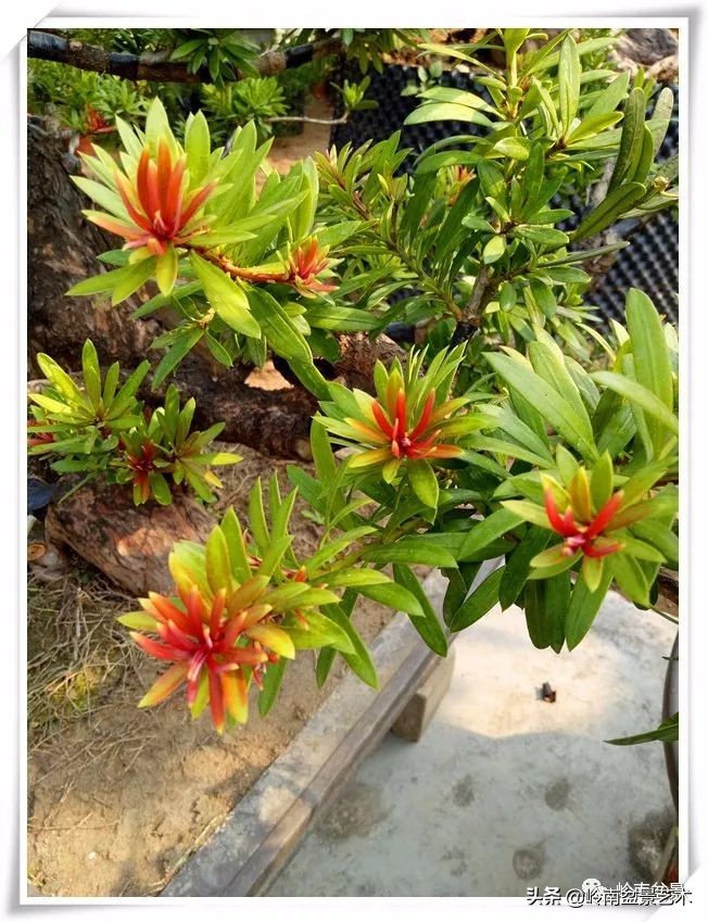 旺财罗汉松,罗汉松招财还是挡煞