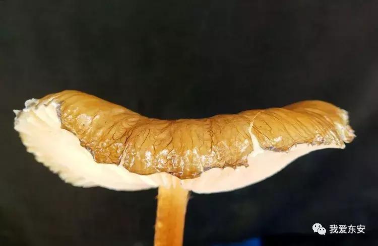 永州东安横塘周家大院,东安横塘周家大院