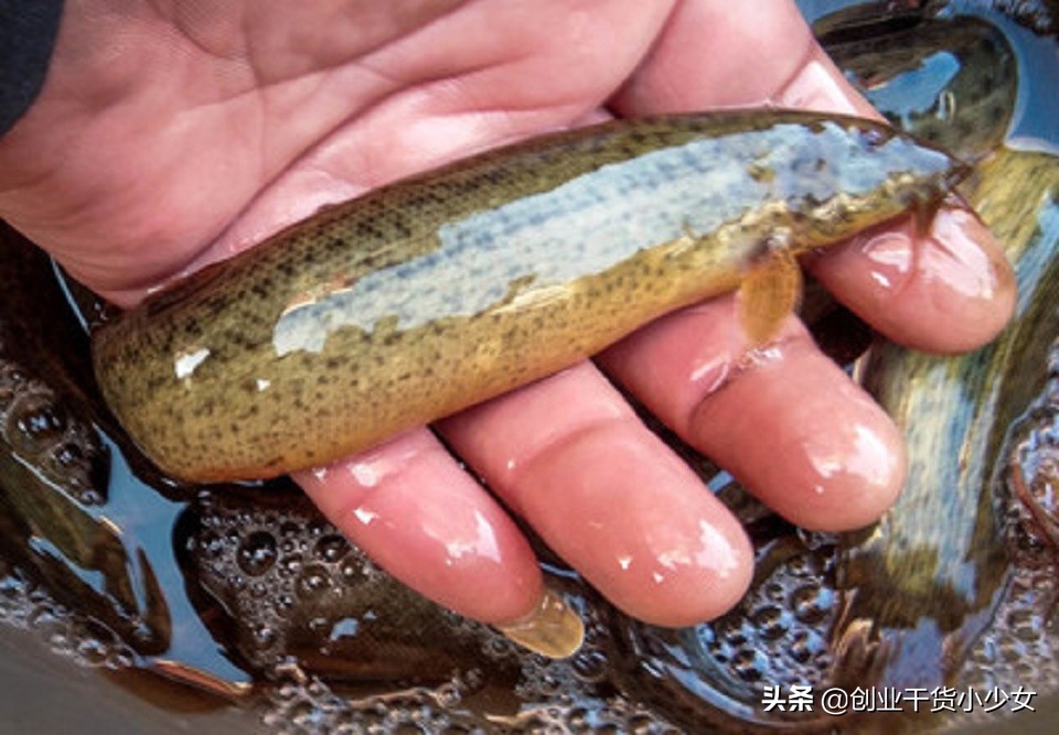 小型工厂化泥鳅养殖技术,山东帆布池养殖泥鳅技术方法