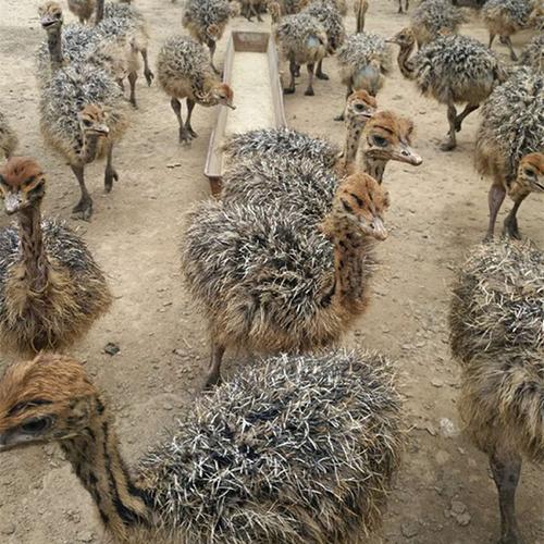 养殖鸵鸟怎么养殖得快些,为什么不建议养殖鸵鸟