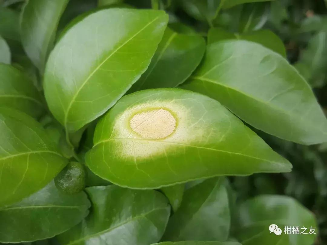 柑橘打保果药后嫩叶向内卷曲,柑橘喷药后叶子发黄怎么办