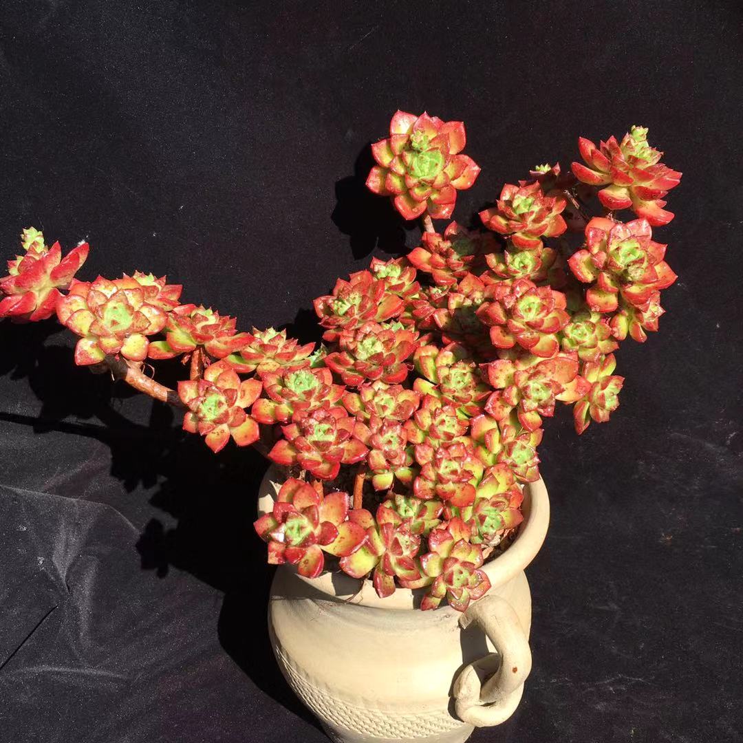 多肉怎么度过夏天,多肉夏季可以安全的度过夏季吗