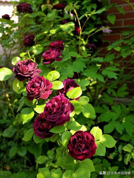 完全无刺的月季花,月季没刺的品种