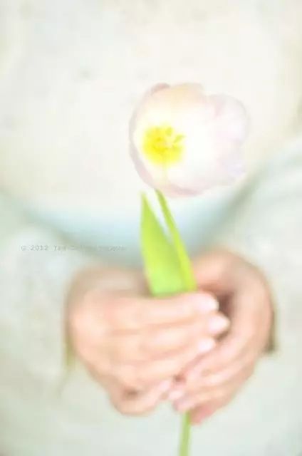 开玩笑送什么花合适呢,各种场合应该送什么花