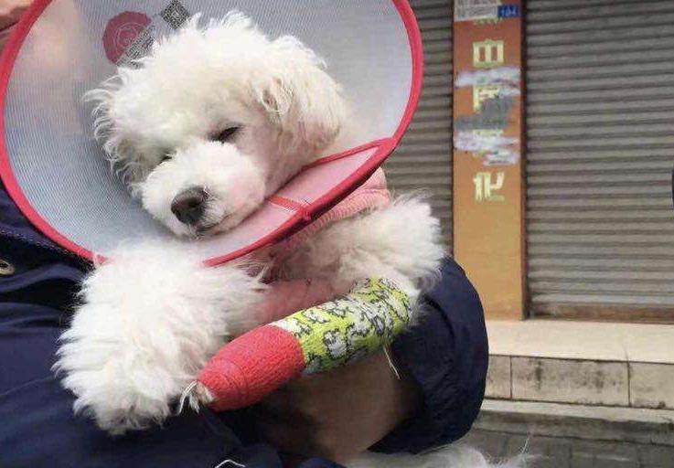 两个多月的比熊关围栏里养好吗,新手养比熊买公的好还是母的好