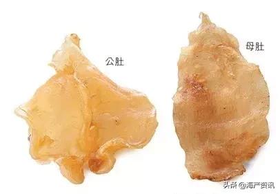 花胶正宗做法大全,花胶高级吃法做法大全