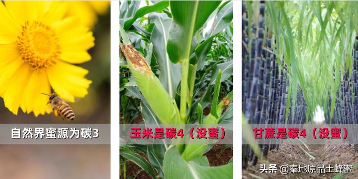 怎么才能买到真蜂蜜,如何才能买到真蜂蜜