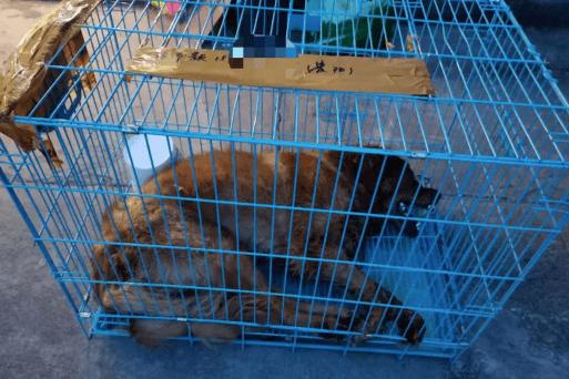 律师谈金毛siri托运途中死亡,如何看待金毛siri被托运死