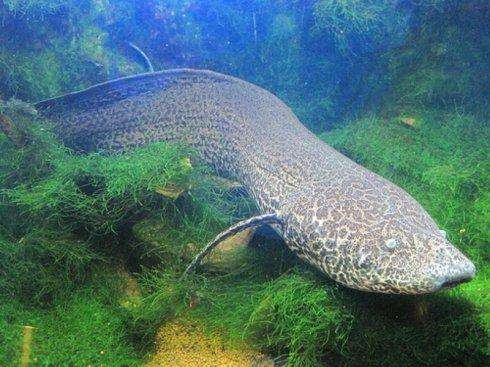 单鳃呼吸的鱼可以怎么救,鱼是用鳃呼吸的鳃的主要部分是