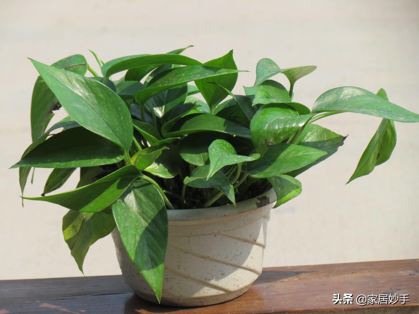 绿萝开始有黄叶了怎么处理,绿萝黄叶的原因和解决方法