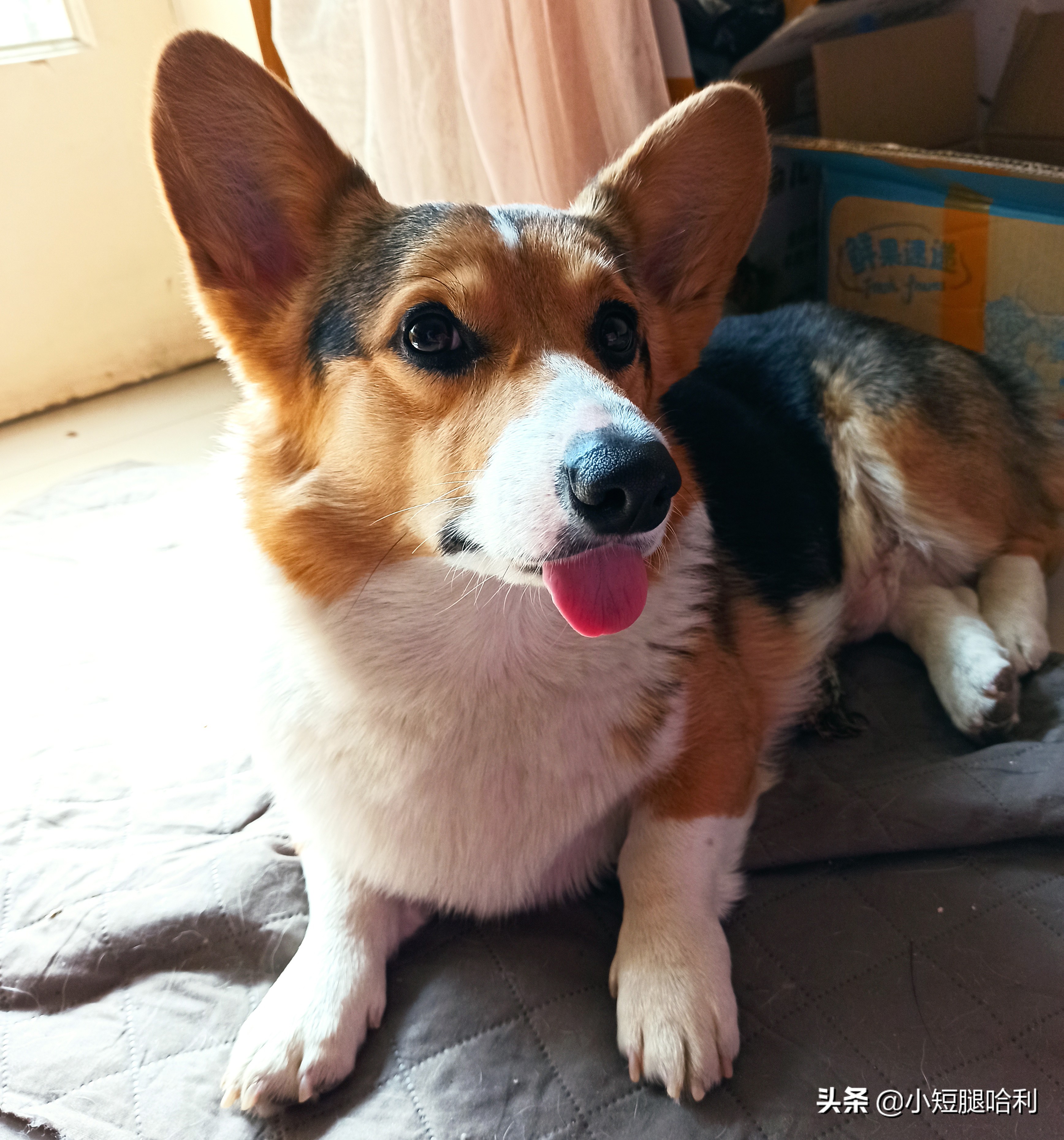 狗舍怎么养柯基,新手养狗适合养柯基吗