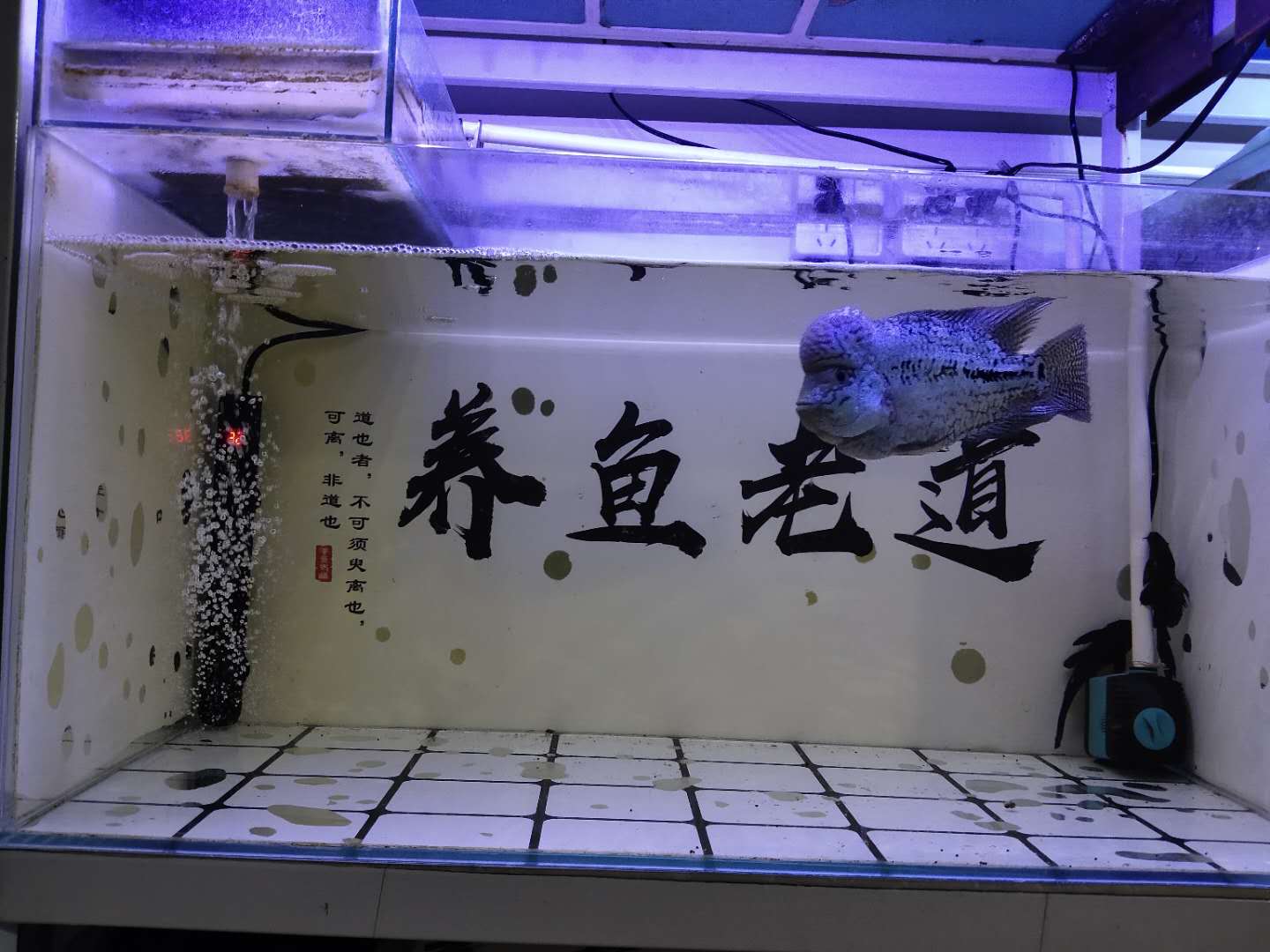 水质总是有白色细小浓稠泡沫,鱼缸水面泡沫过多