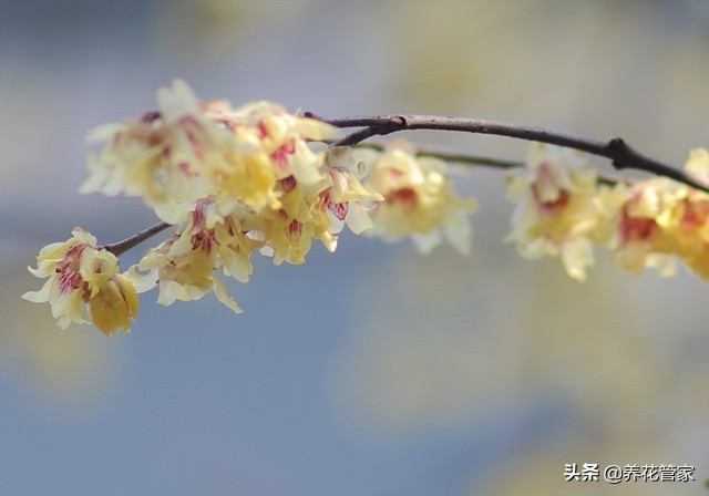 腊梅的排行,腊梅哪个品种开花早