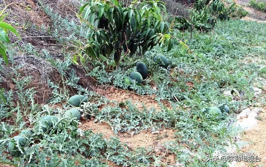 弥勒千亩西瓜熟了！黄心瓜、红心瓜、小香瓜…你喜欢哪种？