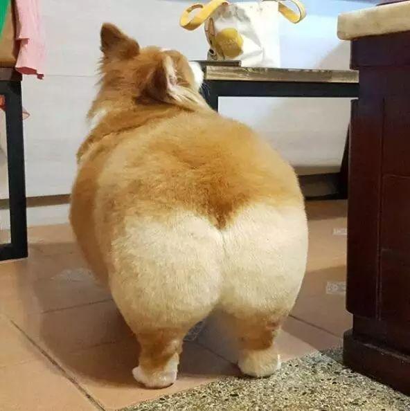 头条小知识：为什么肛门附近会长毛？可以除掉吗？