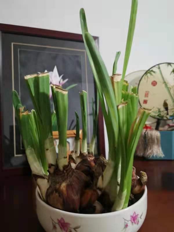 水仙花快要枯萎的时候长什么样子,怎样让枯萎的水仙花复活