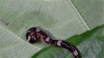 羡慕蚯蚓一分为二的特技？我涡虫可以一分为二百七十九