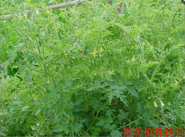 番茄微量元素肥害,番茄肥害叶子表现图片