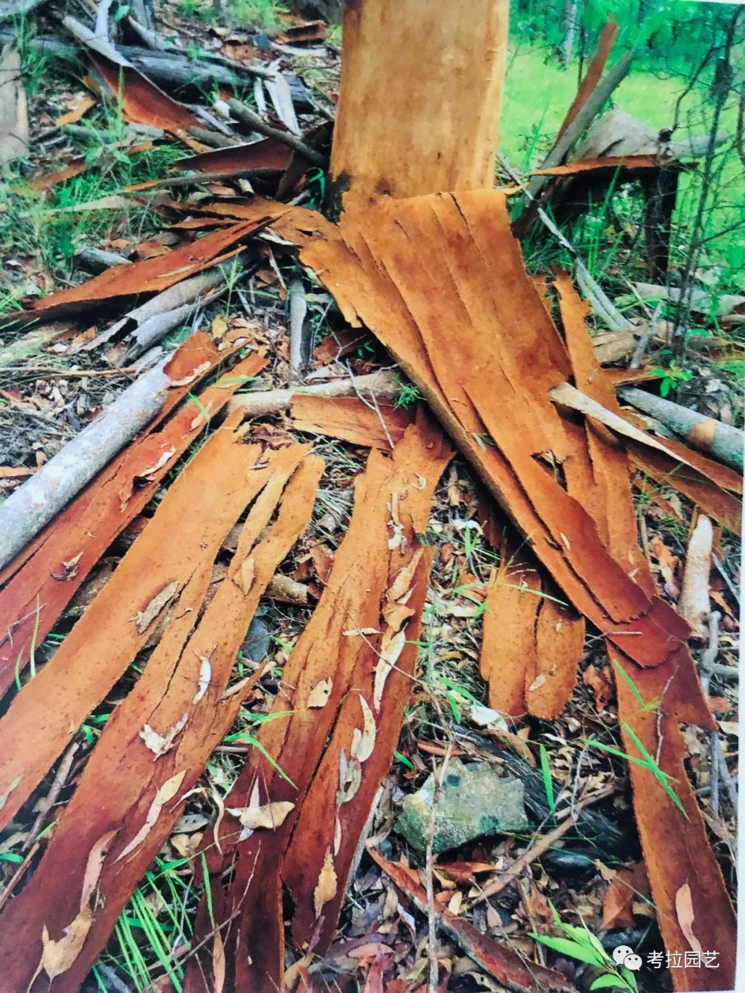 大地的恩赐图片,大地的馈赠是大天域吗