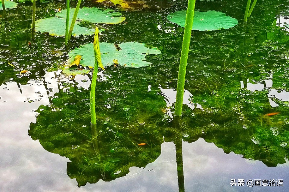 诗词鉴赏｜亭廊秀色觅荷香，月夜苍穹映碧光