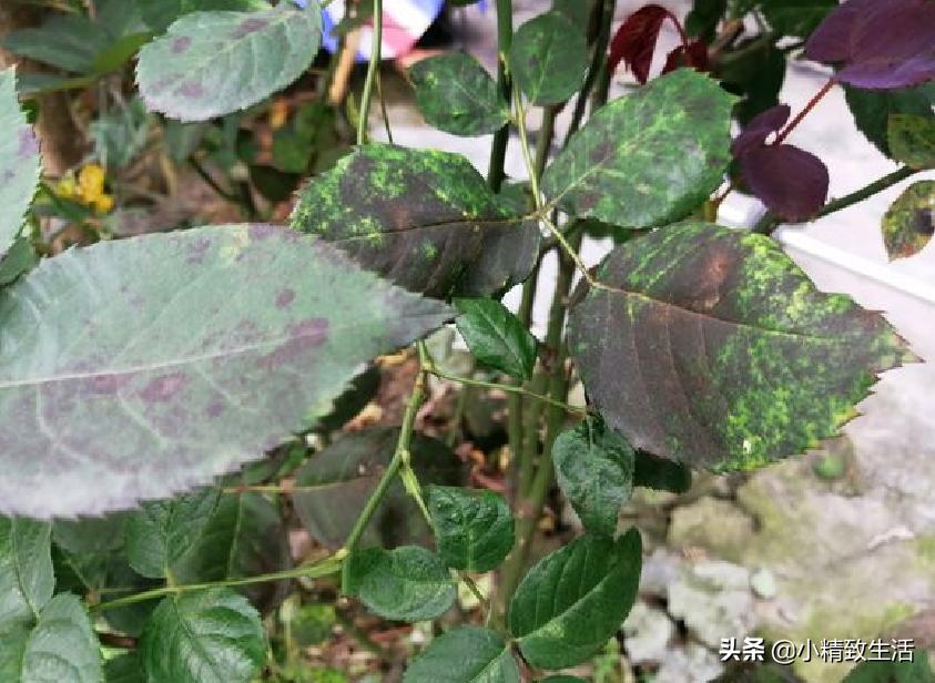 月季花是“药罐子”，常见10种病虫害，预防第一，救治第二