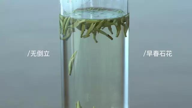 会倒立的才是好绿茶？我们给你做了这个实验