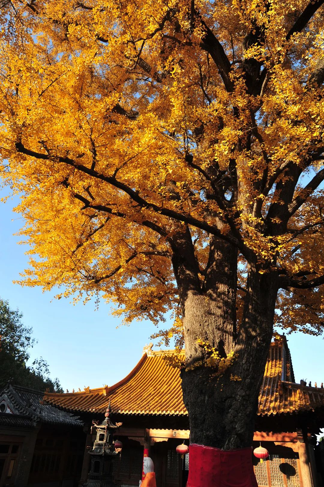 赏秋不远行就近赏秋景,赏秋何必去远方