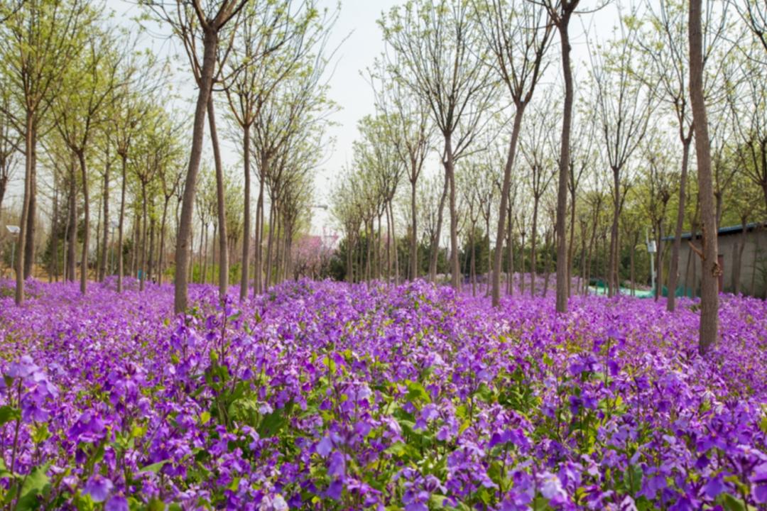 北京东小口城市休闲公园,北京四季公园美景