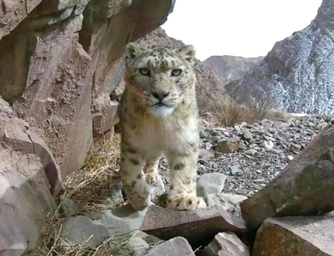 四川发现最大的萤火虫,四川的巨型萤火虫