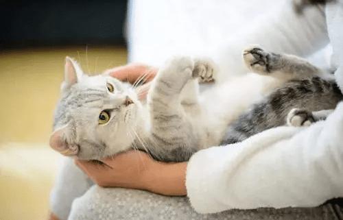 如何防止猫发情乱叫,养宠经验暹罗猫四个月会吐毛球吗