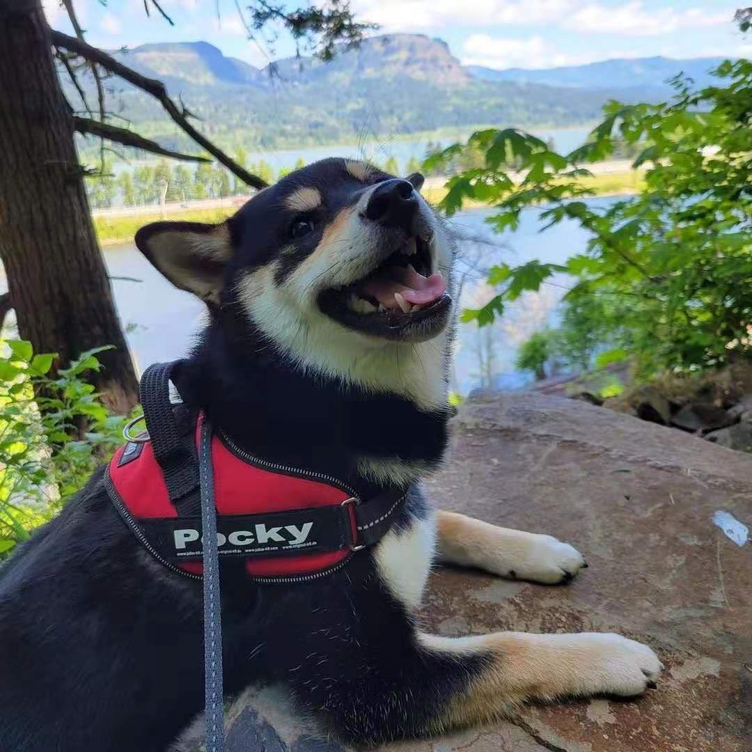 怀疑自己买到假柴了？教你如何辨别真假