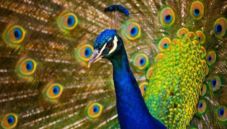 绘画教程梦幻,美丽的孔雀绘画步骤